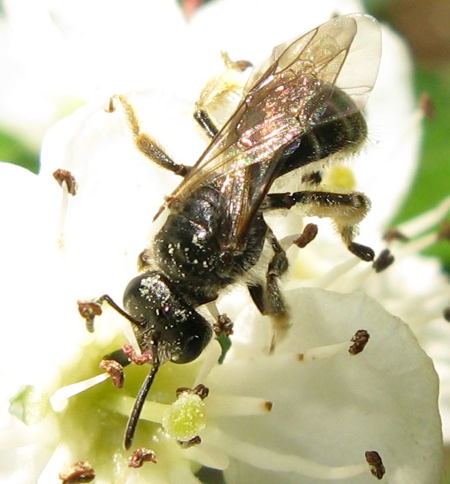 Femmina di Halictus+ Andrena sp.