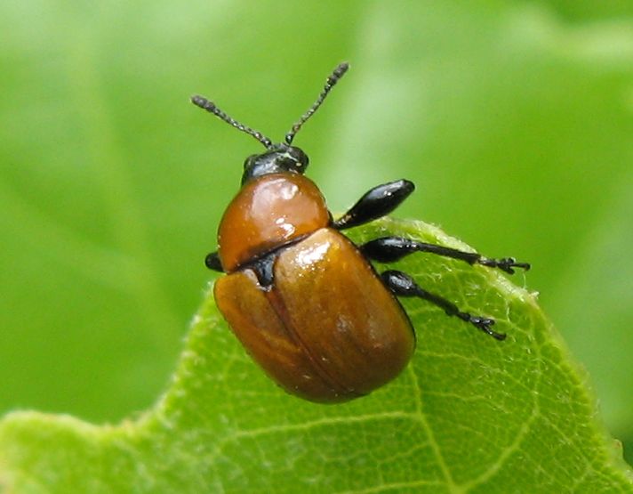 Attelabus nitens