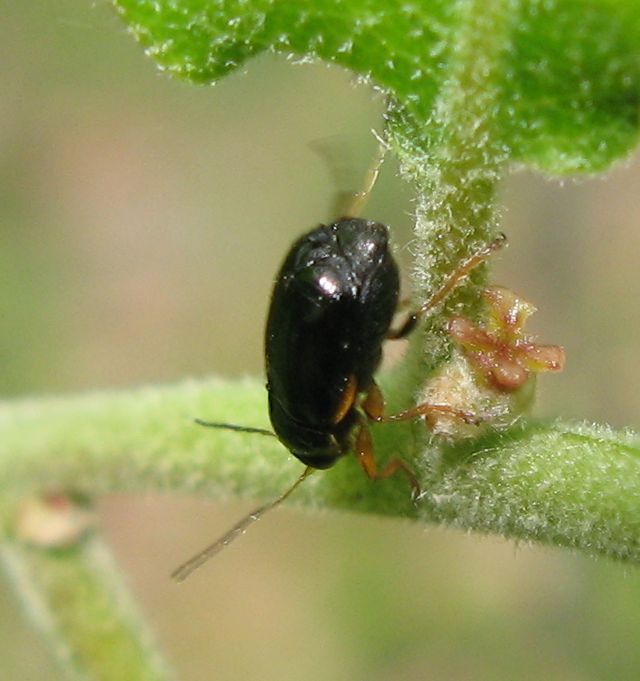 Cryptocephalus del gruppo flavipes