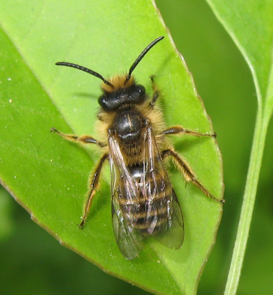 Andrena flavipes?