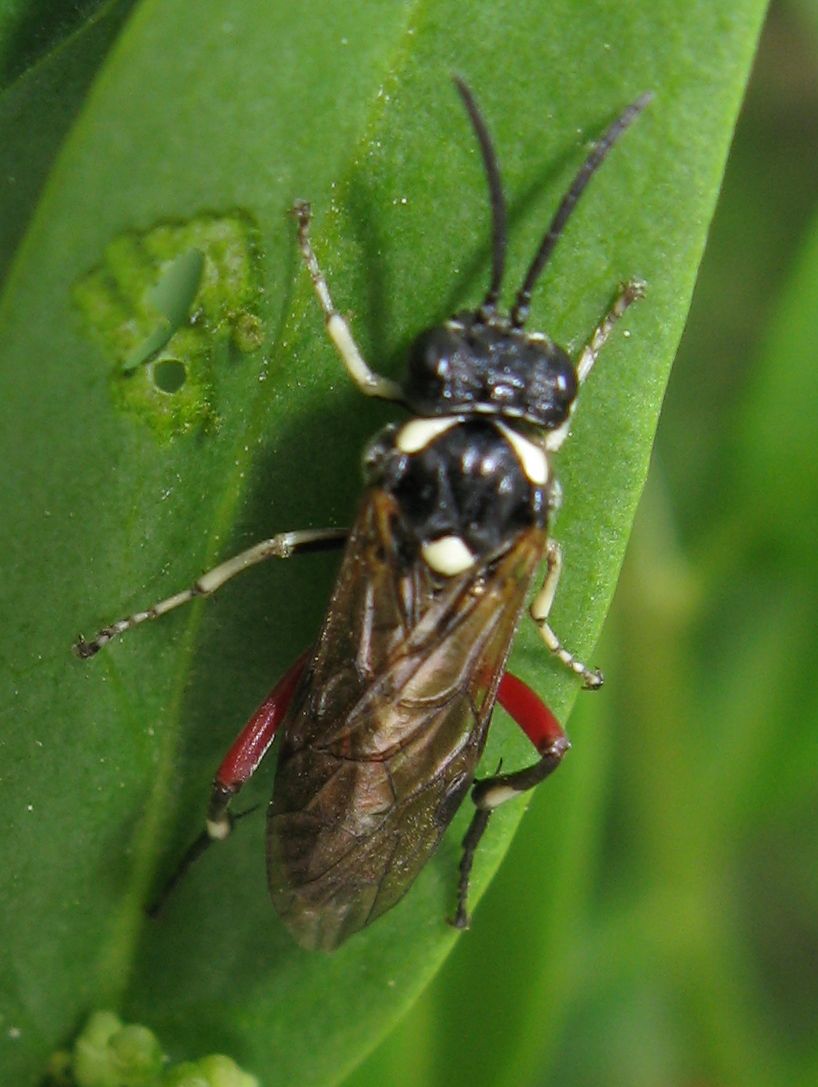 Tenthredinidae (Macrophya punctumalbum?)