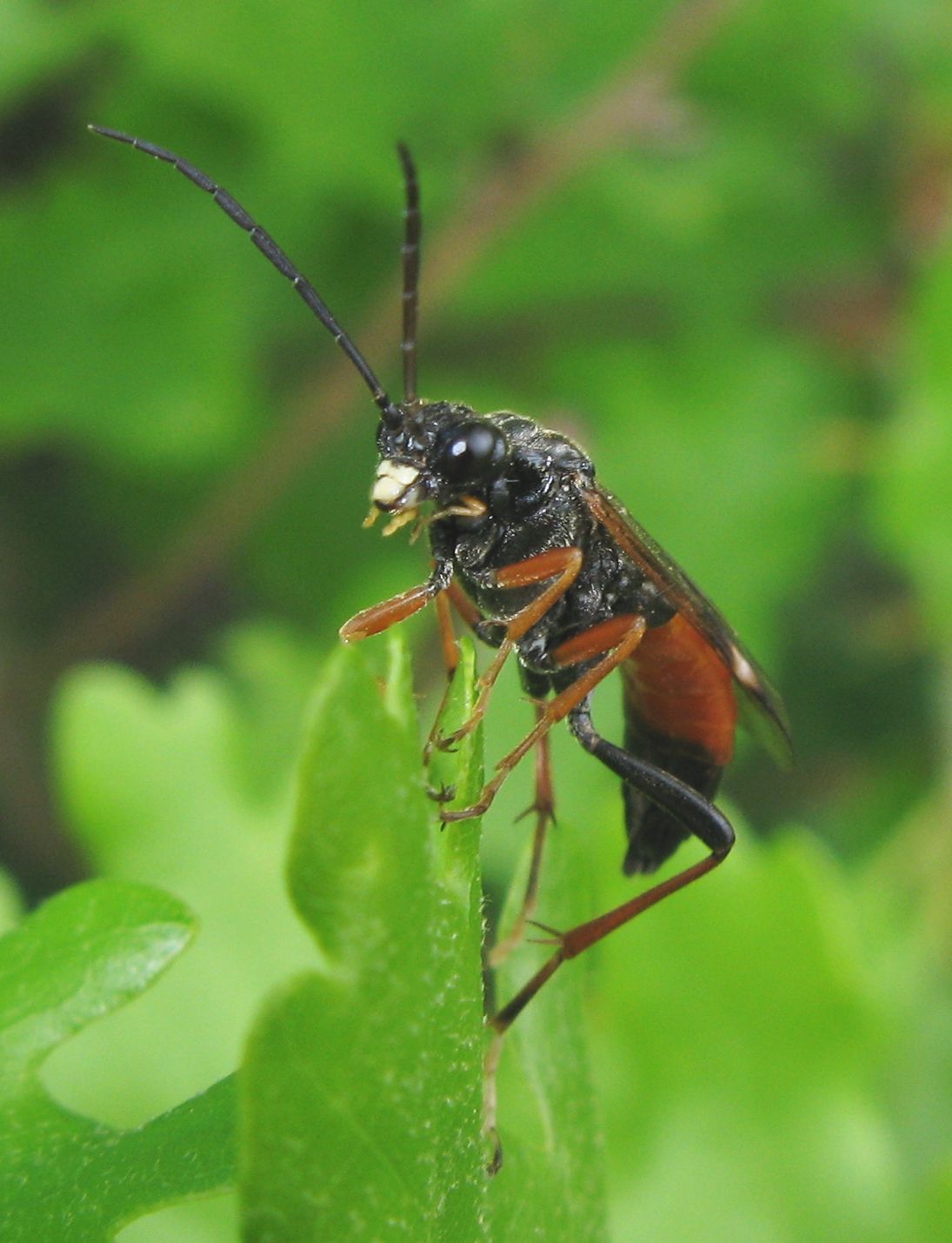 Tenthredopsis stigma ?