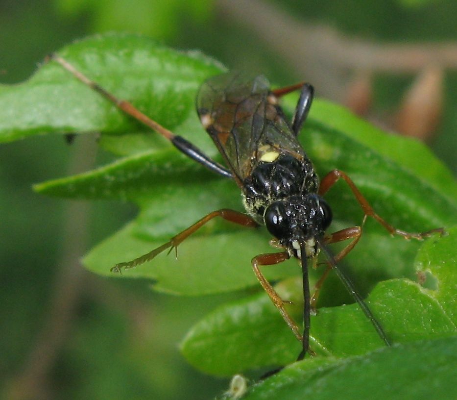 Tenthredopsis stigma ?