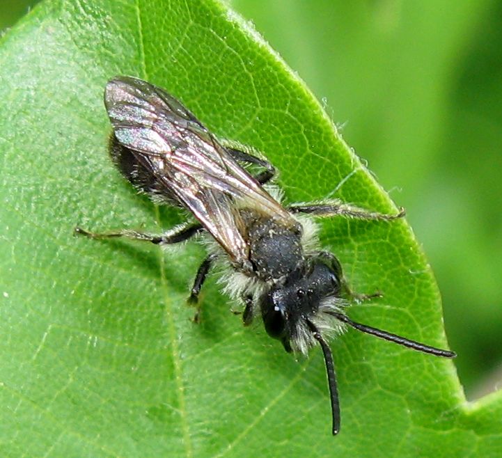 Femmina di Halictus+ Andrena sp.