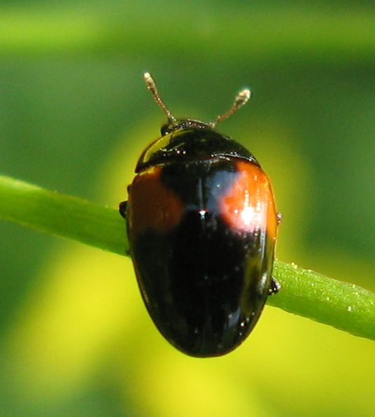 Tritoma bipustulata?