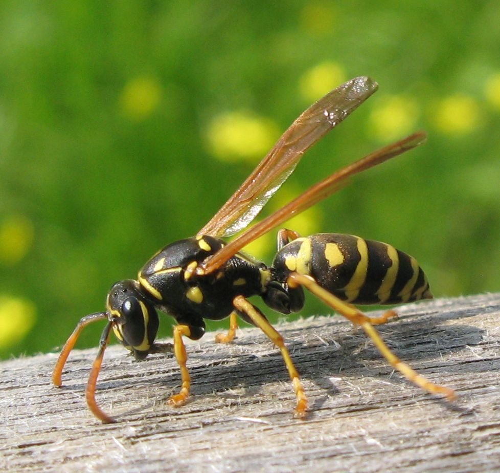 Polistes dominula