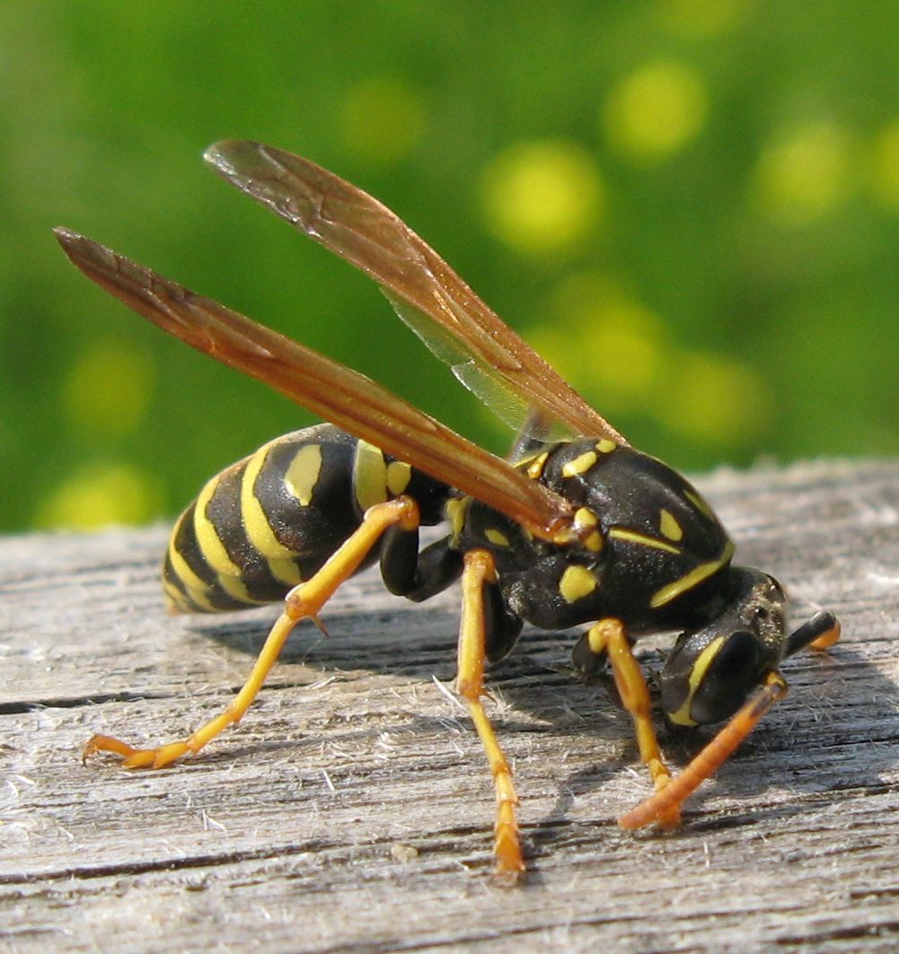 Polistes dominula