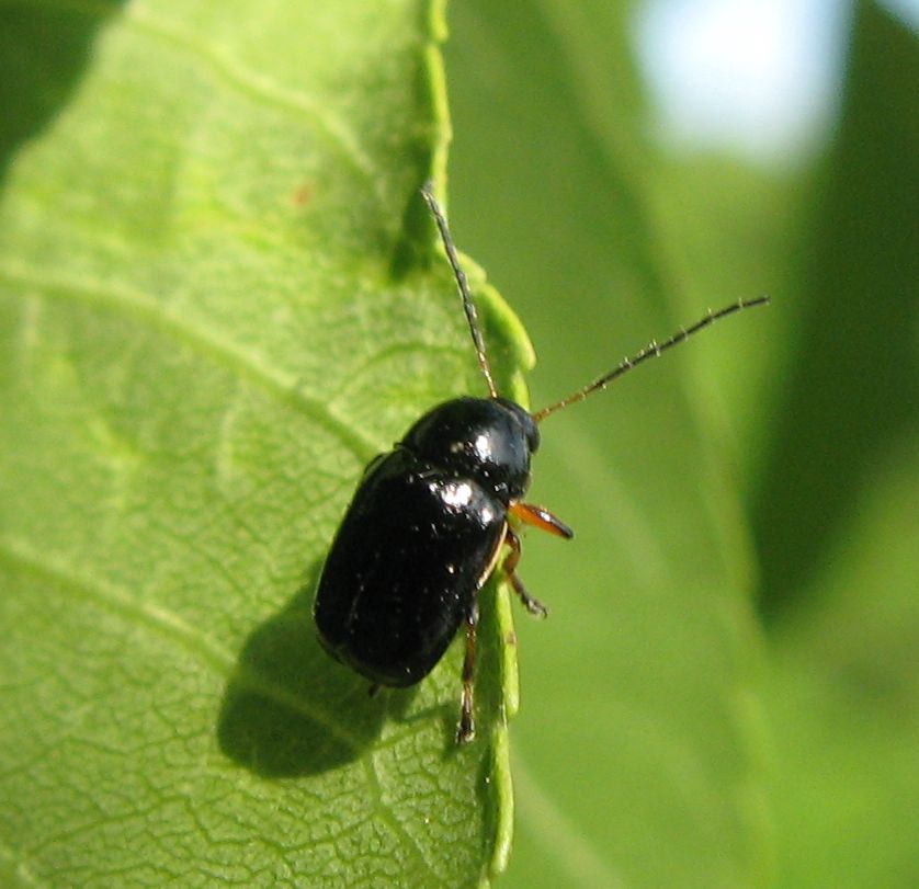 Cryptocephalus flavipes o C. bameuli