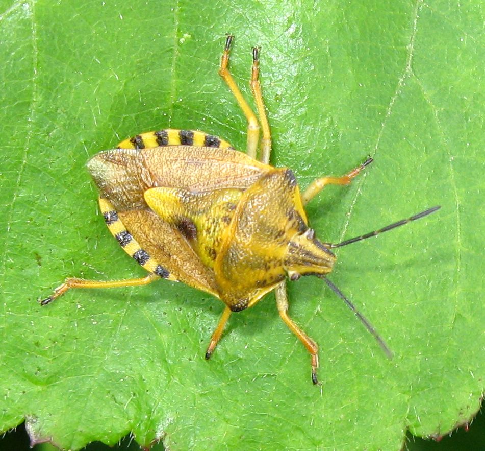 Pentatomidae: due Carpocoris pudicus dell''Emilia (BO)