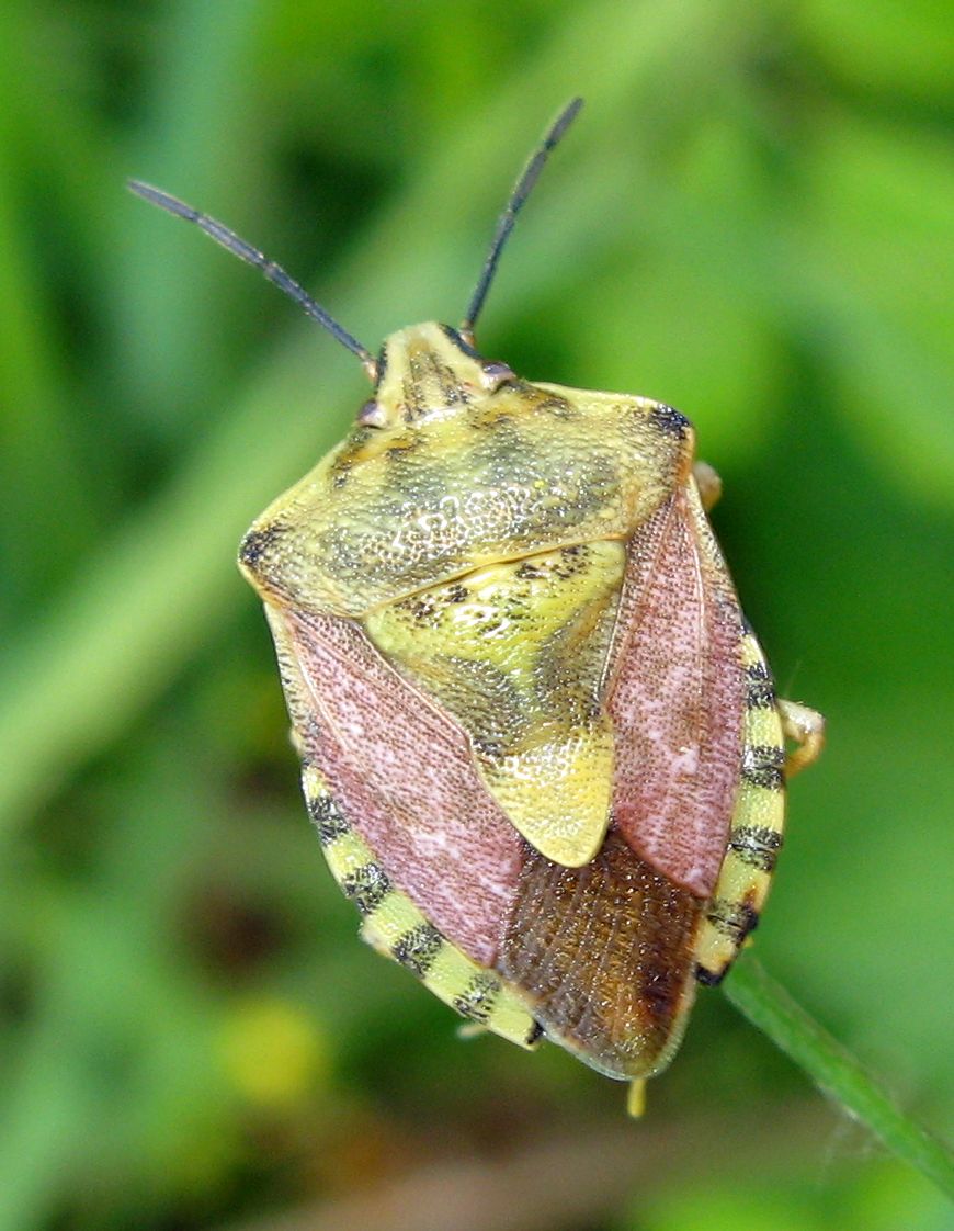 Pentatomidae: due Carpocoris pudicus dell''Emilia (BO)