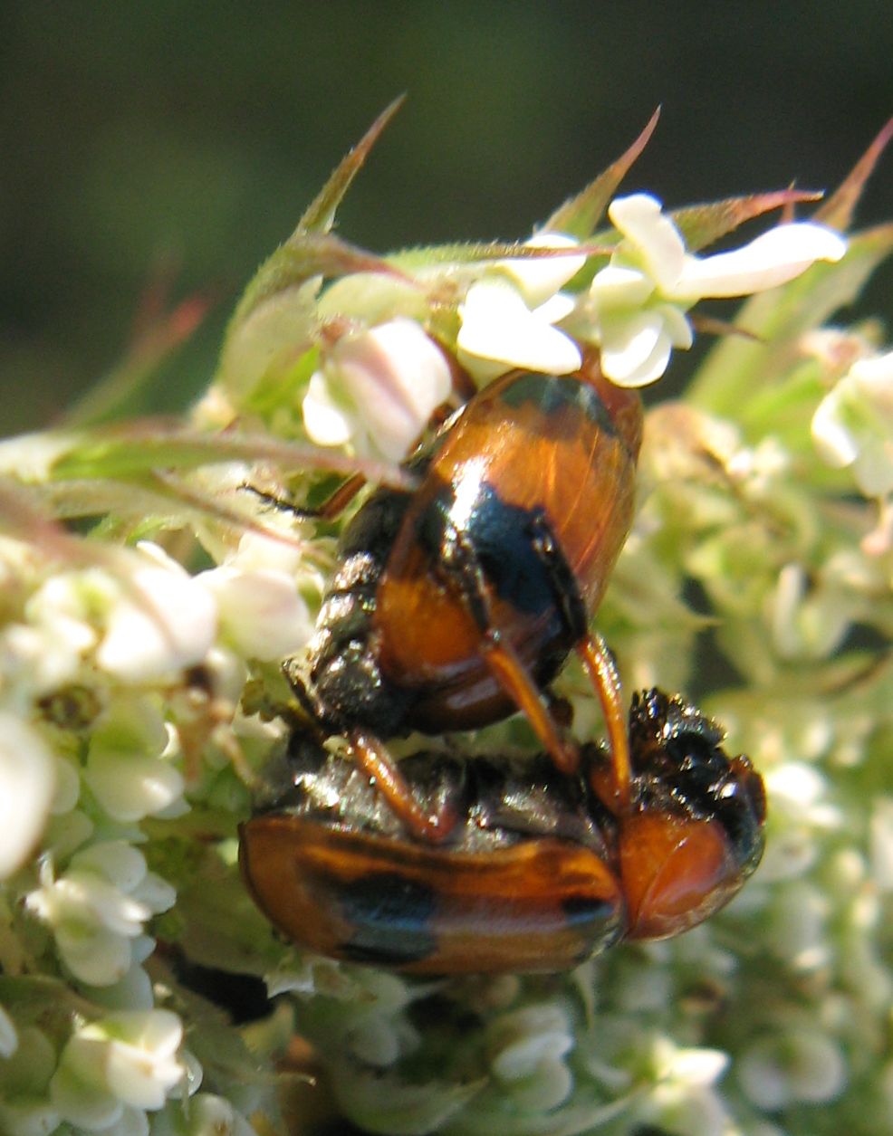 Endomychidae? No, Chrysomelidae: Coptocephala unifasciata