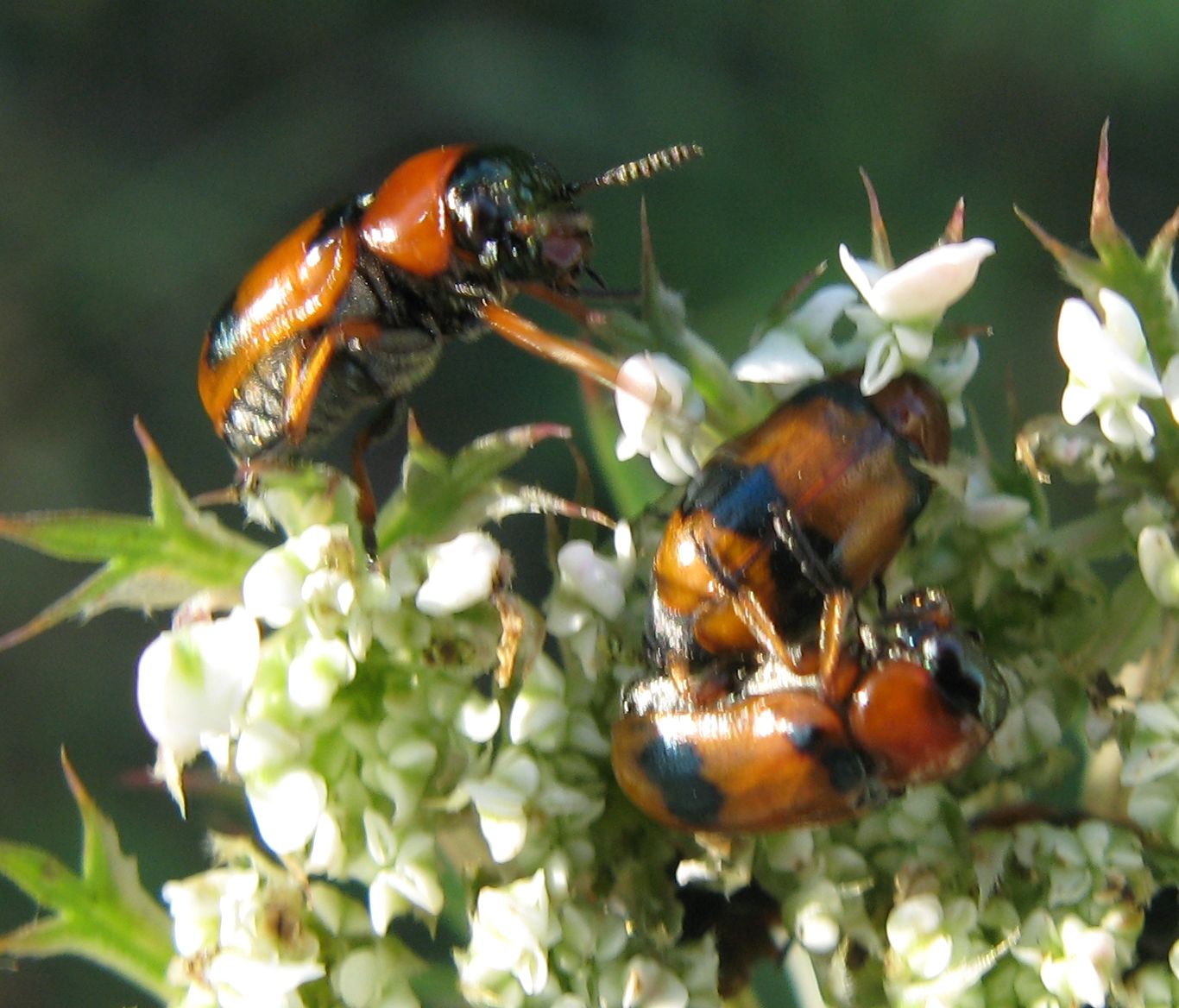 Endomychidae? No, Chrysomelidae: Coptocephala unifasciata