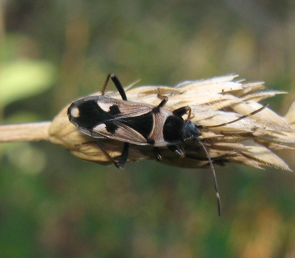 Lygaeidae: Raglius confusus dei colli bolognesi