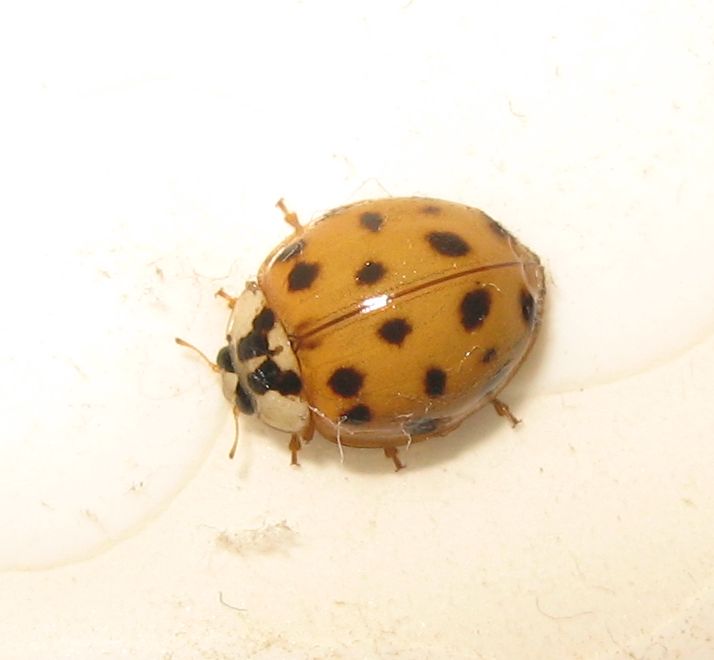 Harmonia axyridis (due varianti di colore) , Natura Mediterraneo ...