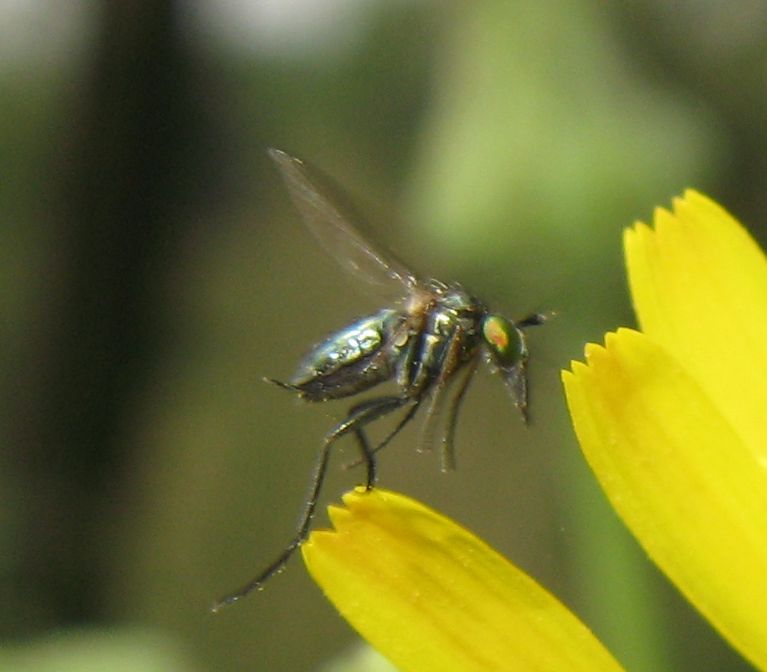 Dolichopodidae?