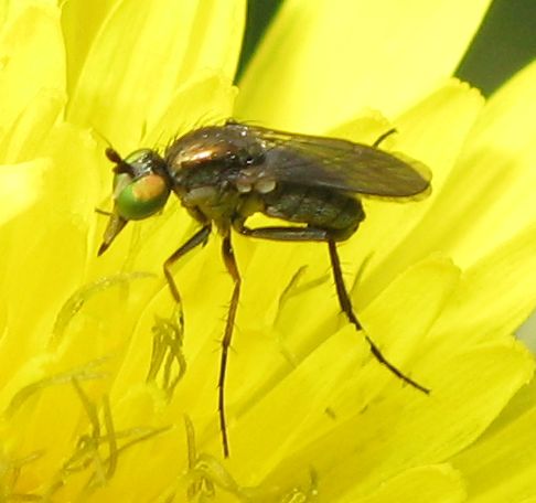 Dolichopodidae?