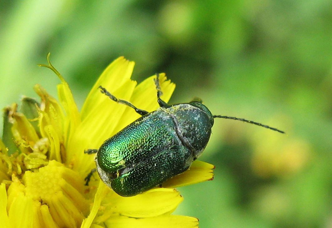 Cryptocephalus (Cryptocephalus) samniticus