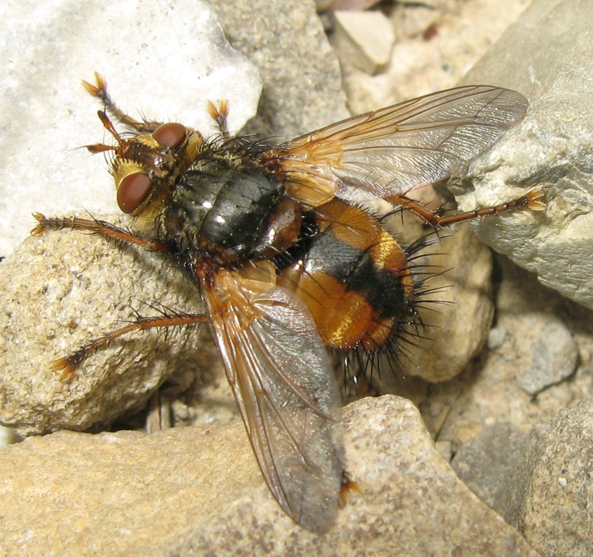 Tachina fera ?