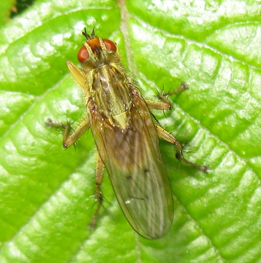 Scathophaga stercoraria...con il suo pasto!