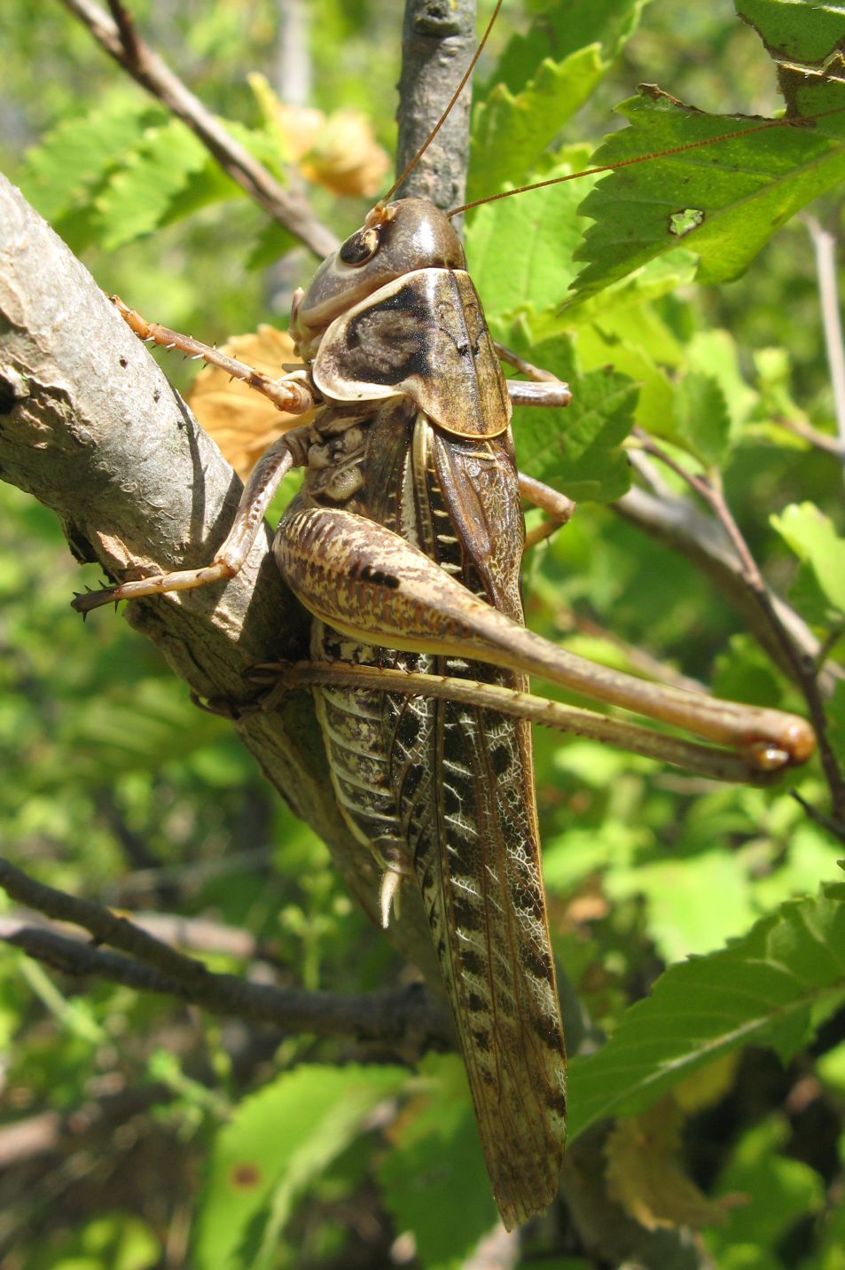 Maschio di Decticus albifrons