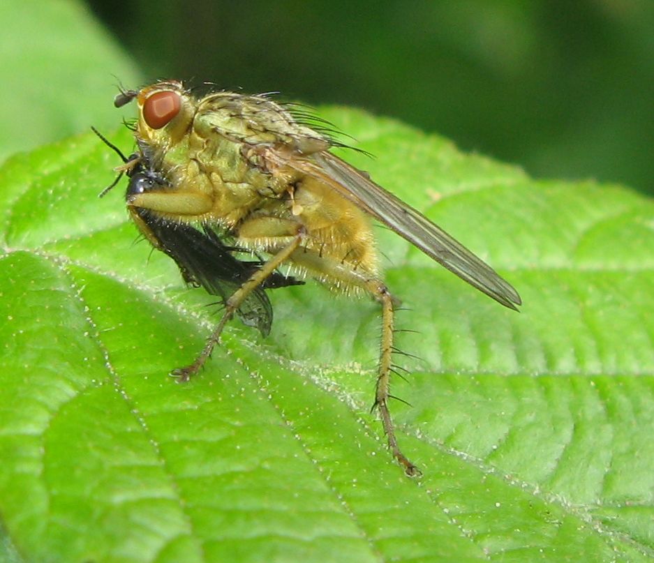 Scathophaga stercoraria...con il suo pasto!