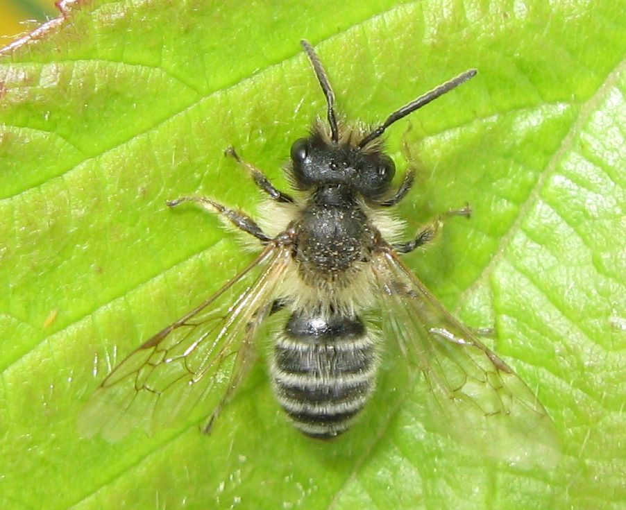 Femmina di Halictus+ Andrena sp.