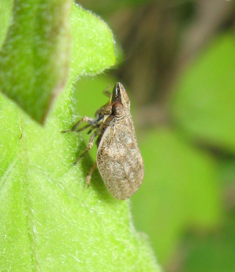 Mycterodus cuniceps