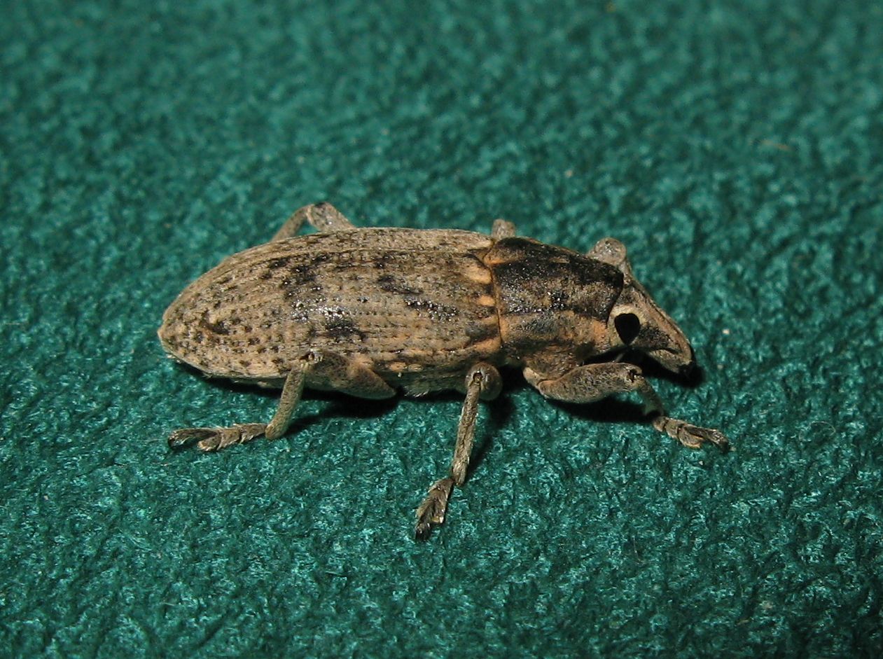 Conorhynchus (Pycnodactylus) cf. mendicus