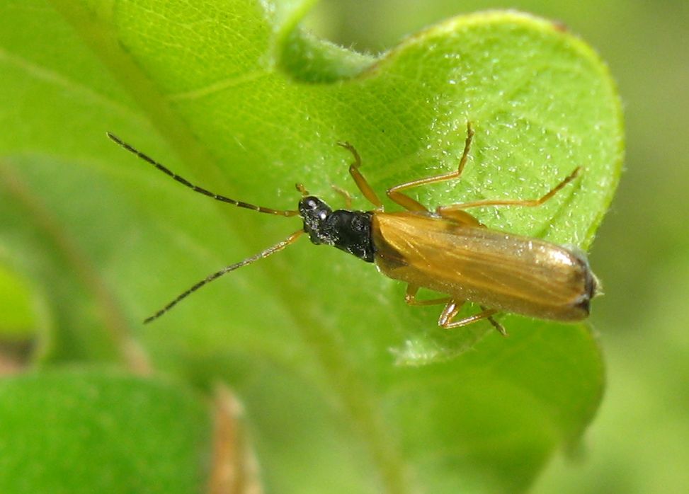 Rhagonycha cfr lignosa