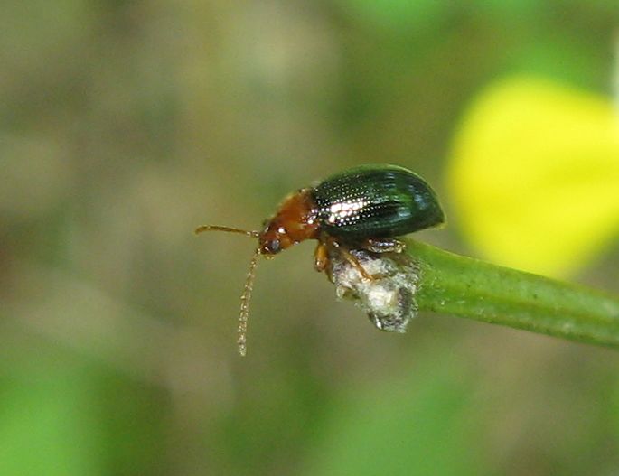 Crepidodera sp?