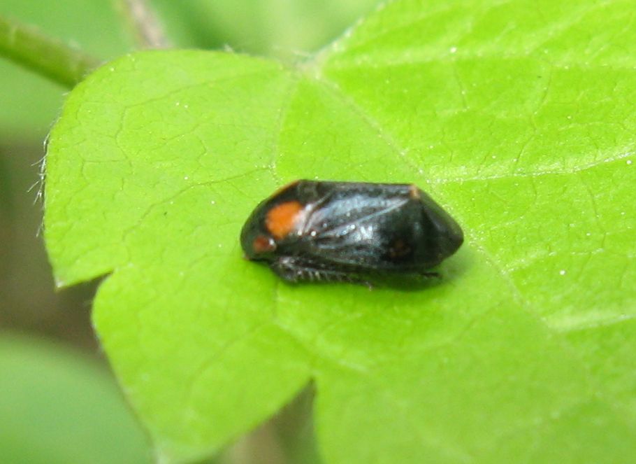 Penthimia nigra