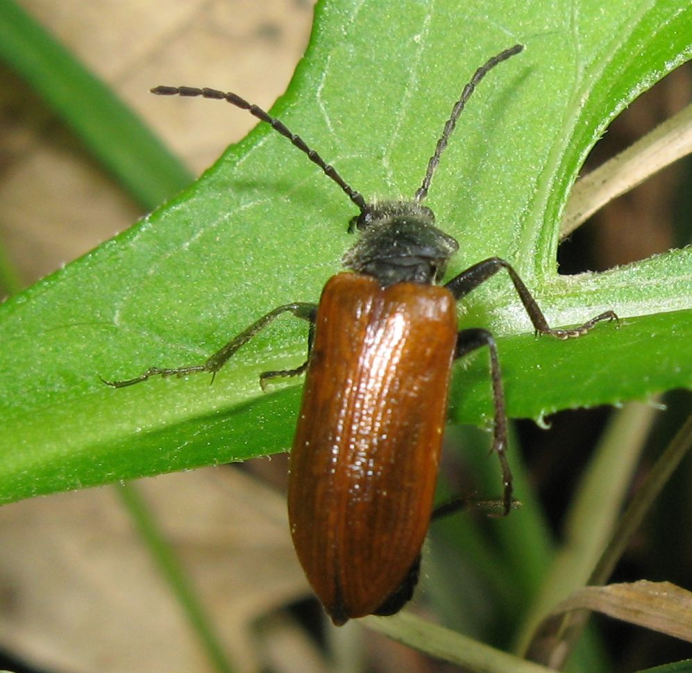 Tenebrionidae: Omophlus sp.