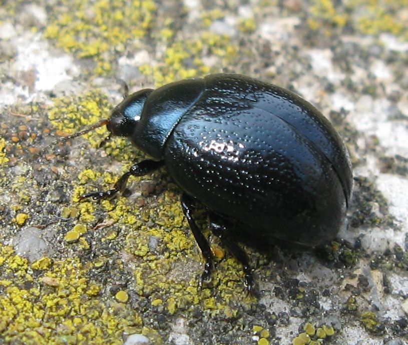 Chrysolina haemoptera