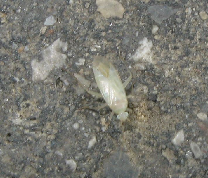 Miridae candido