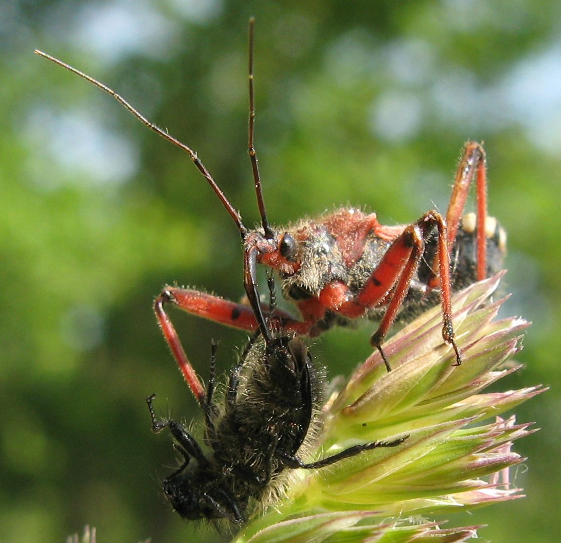 Il pasto del Rhynocoris erythropus!