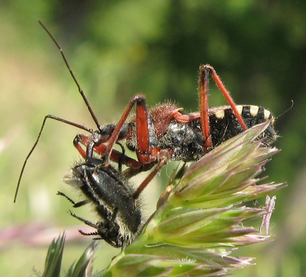 Il pasto del Rhynocoris erythropus!