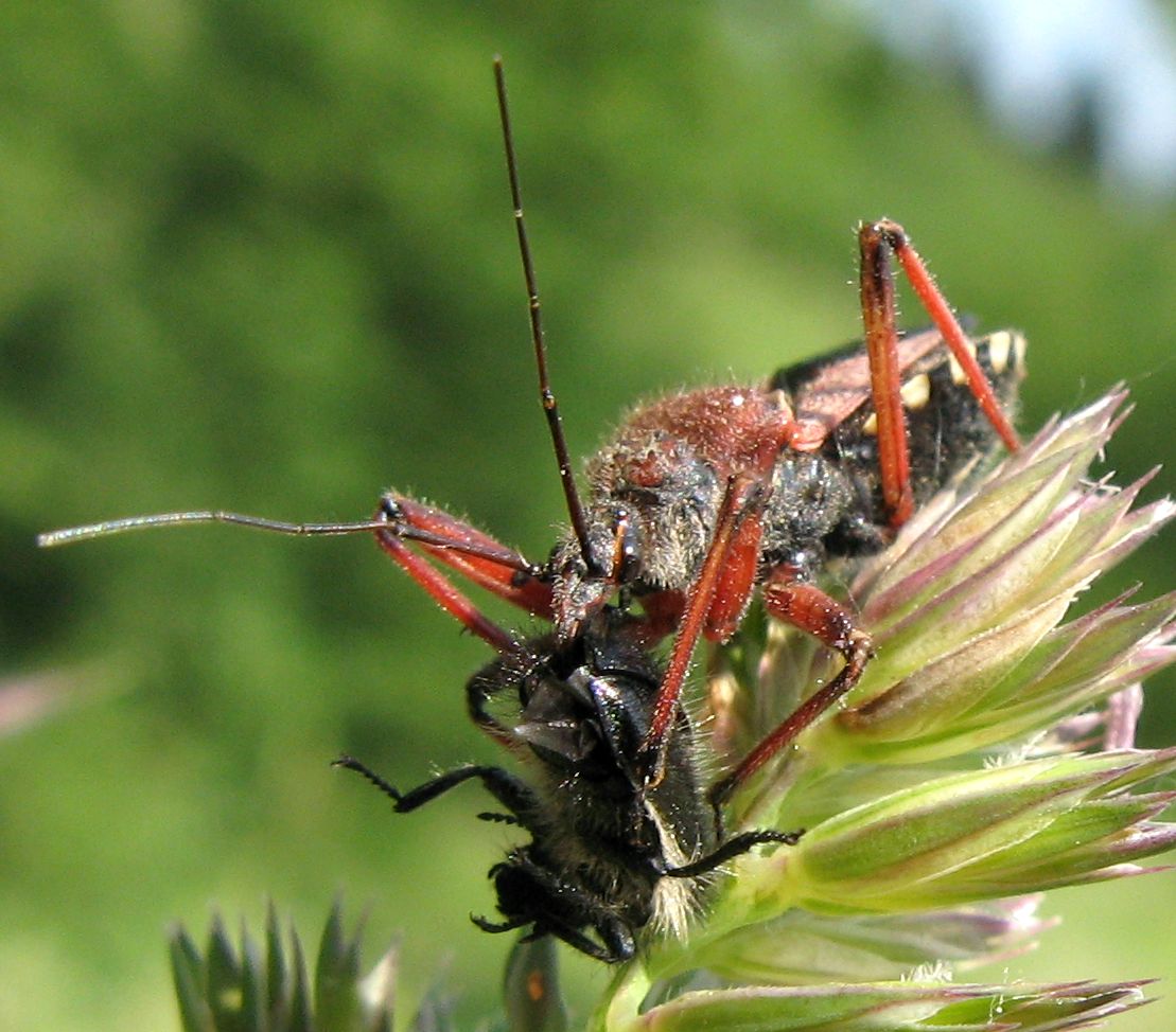 Il pasto del Rhynocoris erythropus!