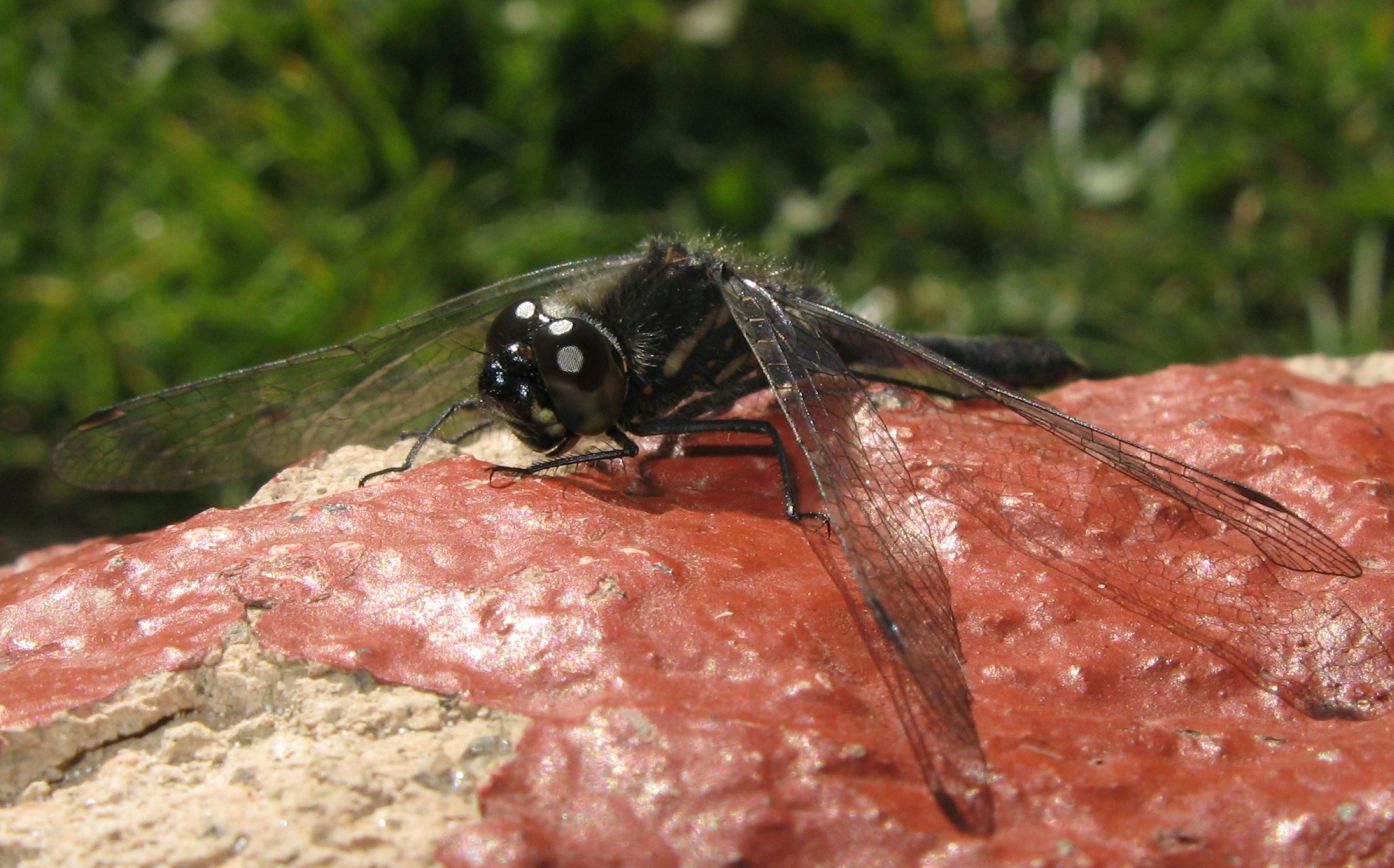 Libellula nera alpina - Sympetrum danae