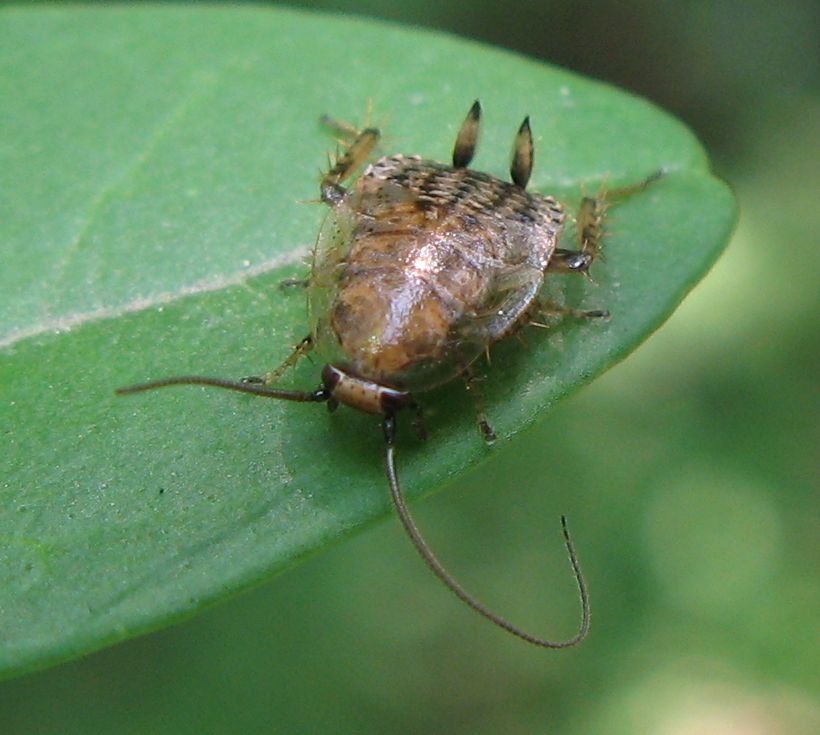 Giovane ectobius?