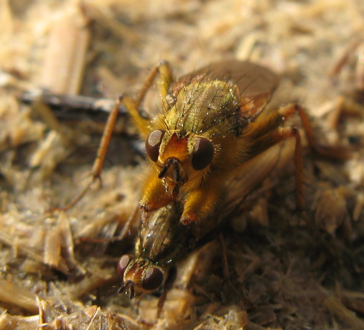 Accoppiamento di Scathophaga stercoraria