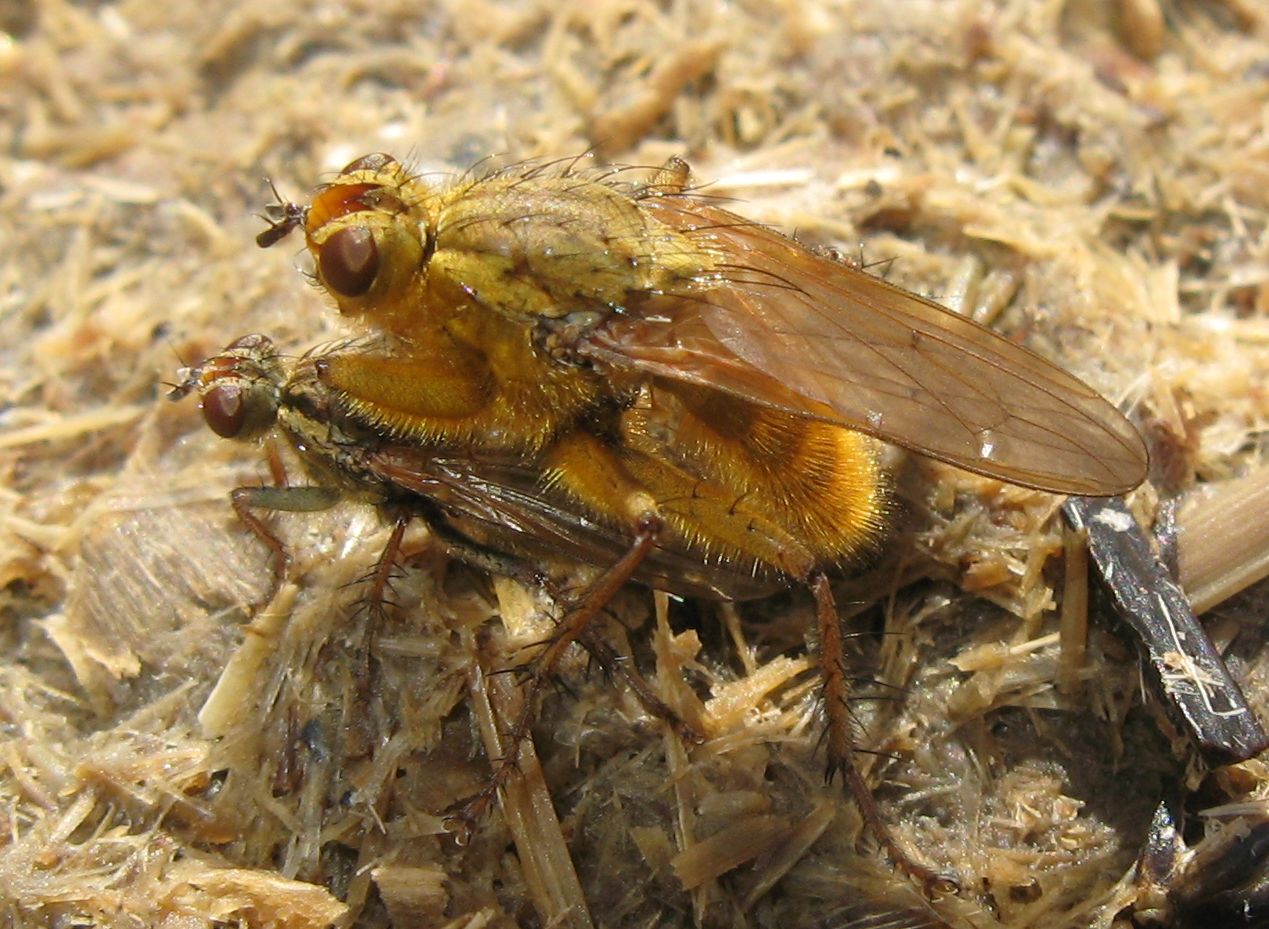 Accoppiamento di Scathophaga stercoraria