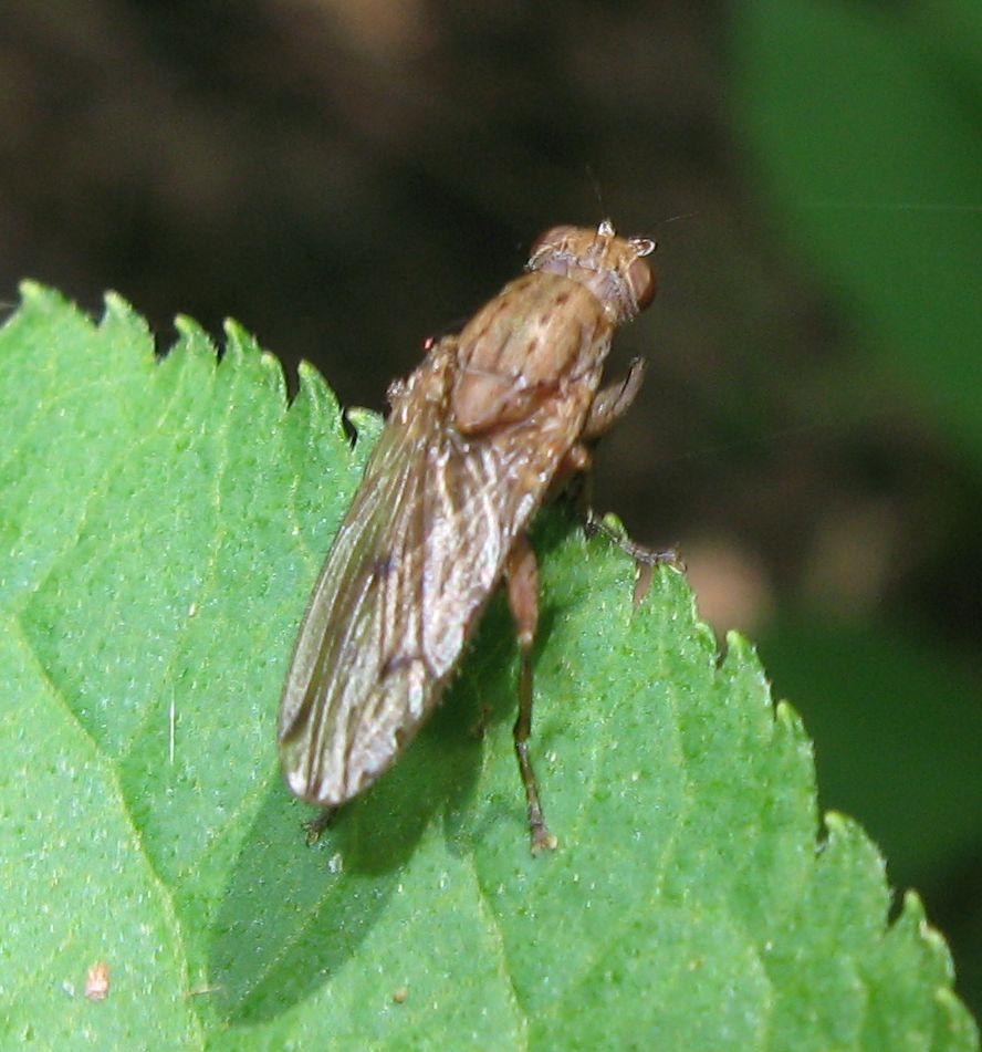 Heleomyzidae.