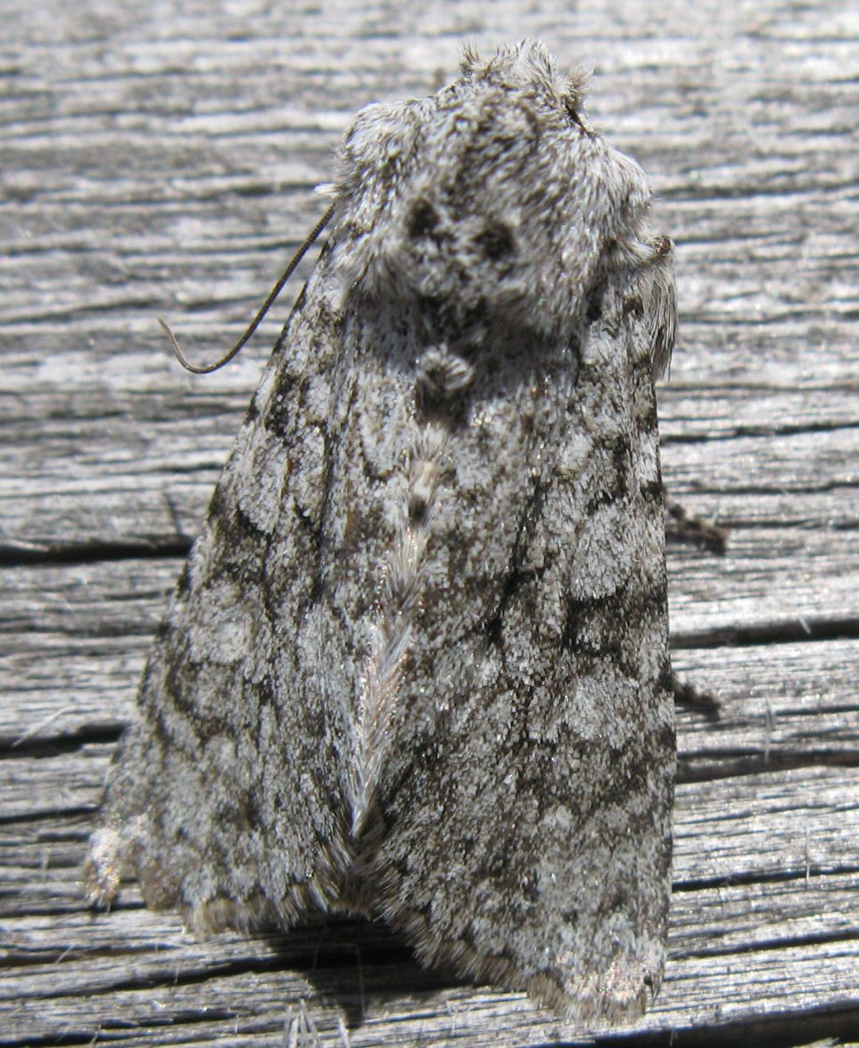 Farfalla mimetica - Aporophyla (Phylapora) canescens