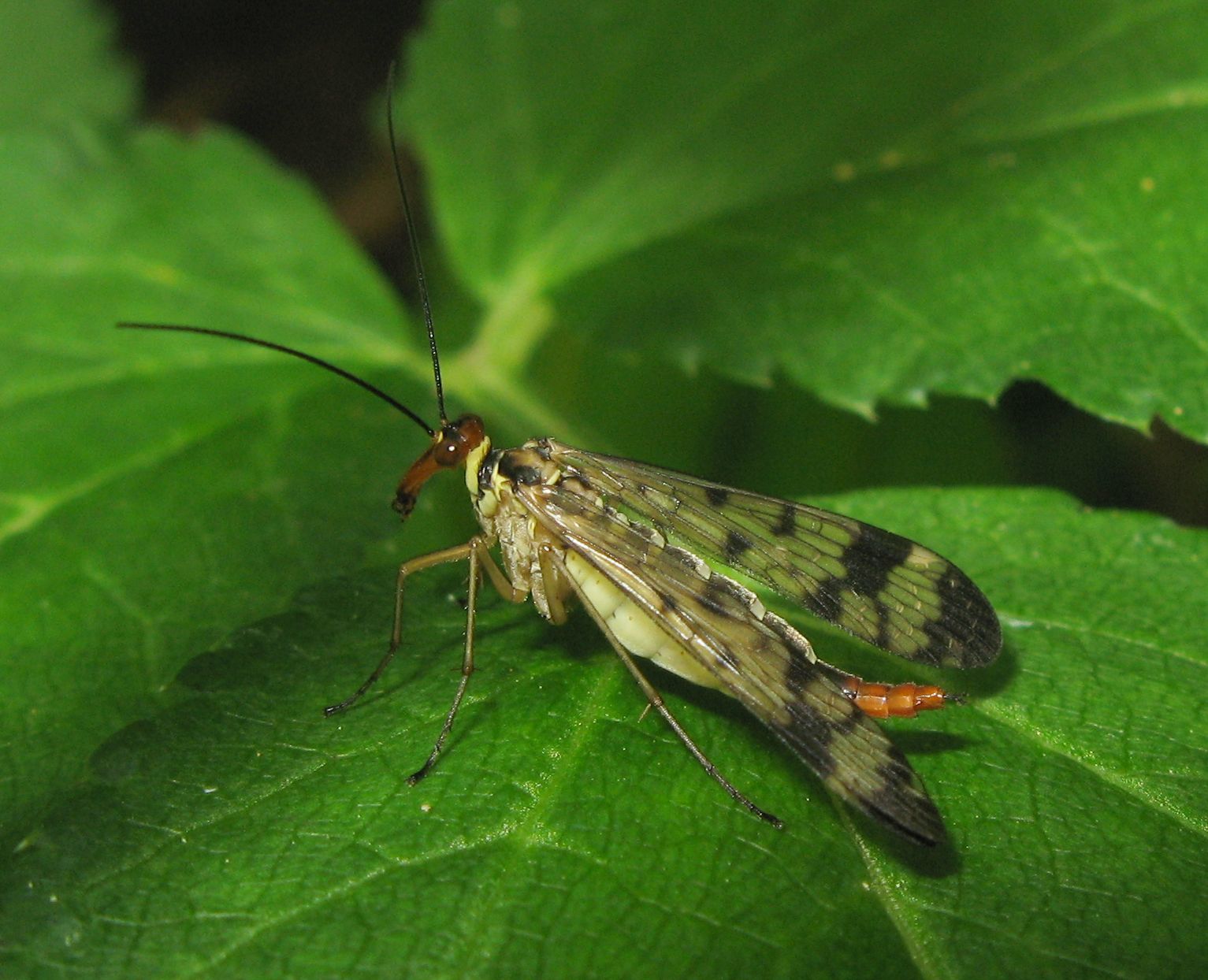 Panorpa gr. cognata