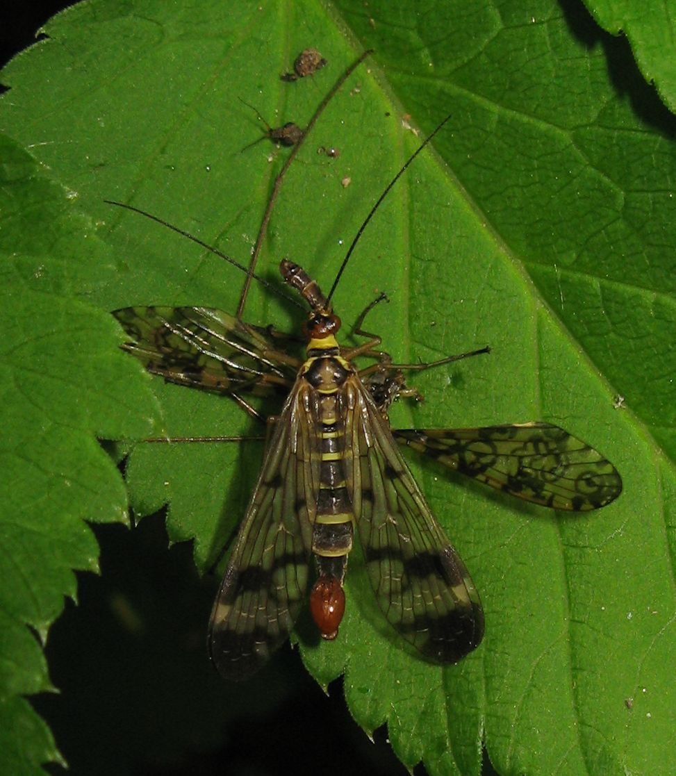 Panorpa gr. cognata