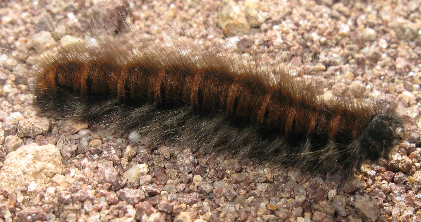 Larva di Macrothylacia rubi ? - s