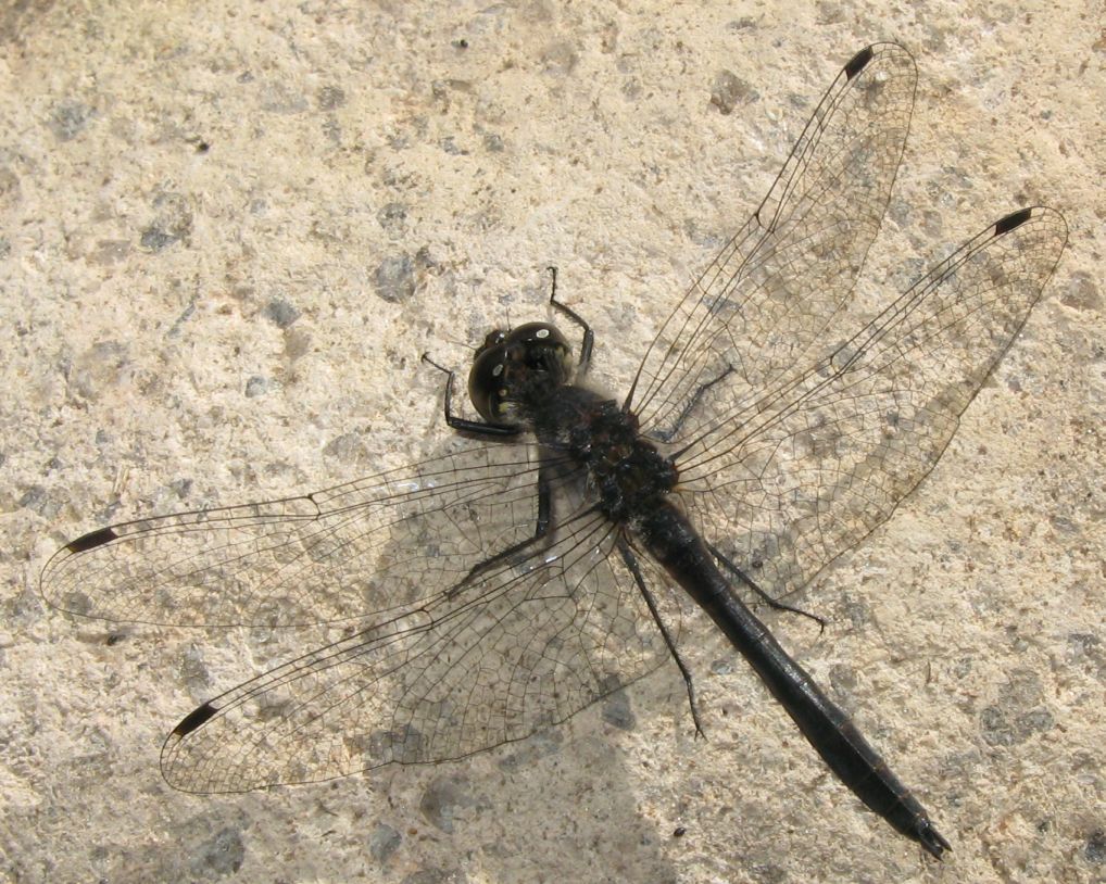 Libellula nera alpina - Sympetrum danae