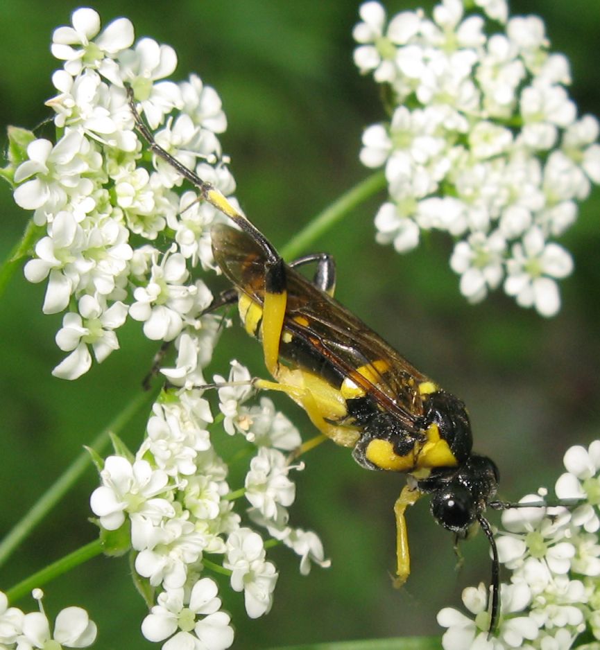 Macrophyamontana