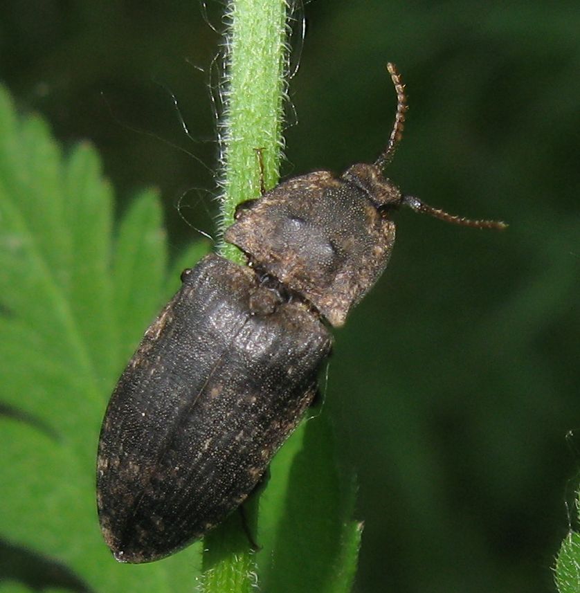 Agrypnus murinus