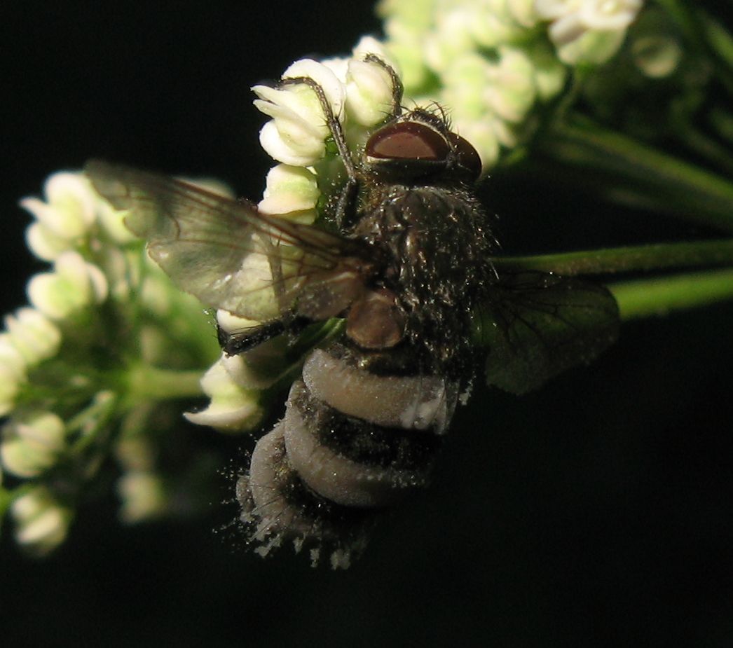 Cos'' successo a questa mosca?